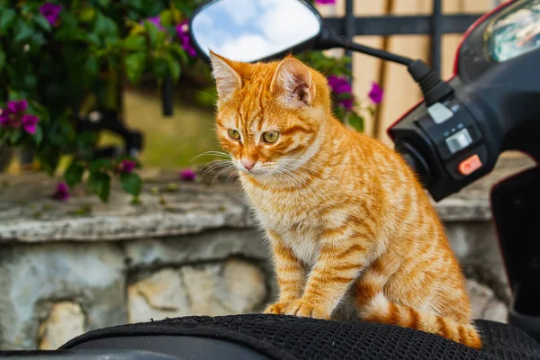 Little Cute Ginger Kitten Sits Moped — Stock Photo, Image