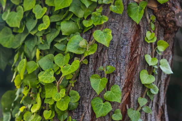 Heart Shaped Green Leaves Wrap Tree Close — Stock Photo, Image