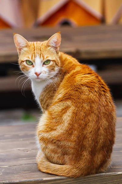 Potret Kucing Tricolor Lucu Jalan — Stok Foto