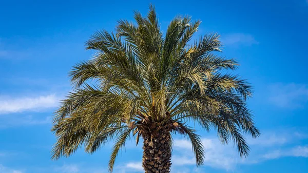 Close Uma Folha Verde Brilhante Uma Palmeira Abaixo Sol Tropical — Fotografia de Stock