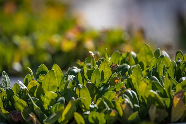 Primer Plano Una Hermosa Rama Arbusto Fresco Con Hojas Verdes —  Fotos de Stock