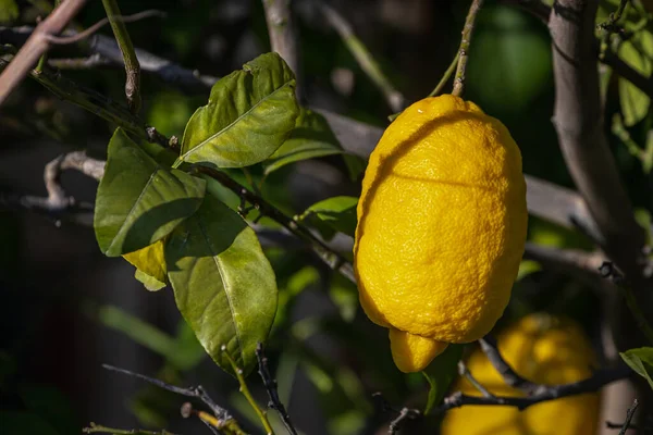 Närbild Vackert Träd Med Gul Stor Citron Omgiven Många Ljusa — Stockfoto
