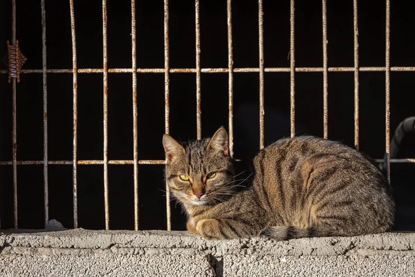 Seekor Kucing Tricolor Dengan Mata Hijau Terlihat Tenang Dan Duduk — Stok Foto