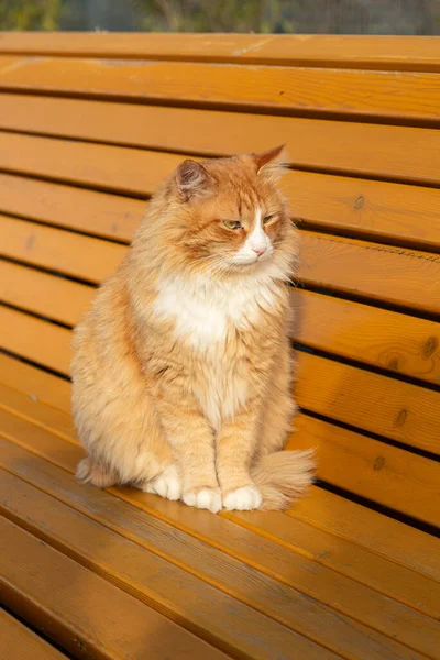 夏天温暖的一天 一只橘色和白色相间的猫平静地坐在长椅上 — 图库照片