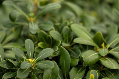 soyut yeşil yaprak dokusu, tropikal yaprak yapısı koyu yeşil arkaplan