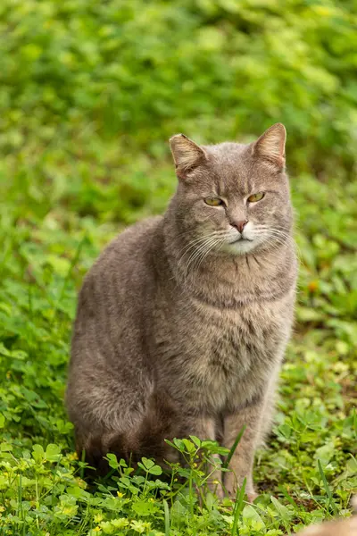 The cat looks to the side on a   green background. Portrait of a little cat with green eyes in nature, close-up.