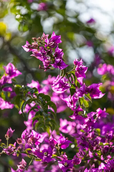 Purple Blooming Bougainvillea Tree Flowers Typical Mediterranian Outdoor Street Exterior — Stock Photo, Image