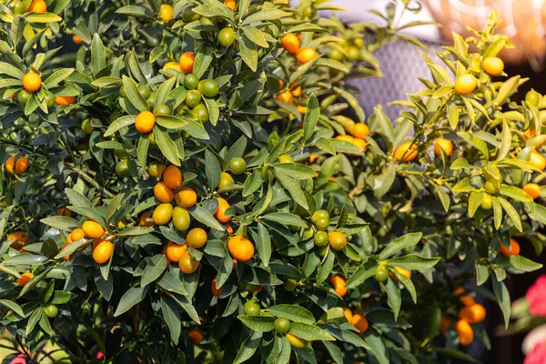Close Beautiful Tree Orange Large Kumquats Surrounded Many Bright Green — Stock Photo, Image
