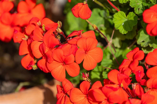 Röda Blommor Blommar Trädgården Mjukt Fokus — Stockfoto