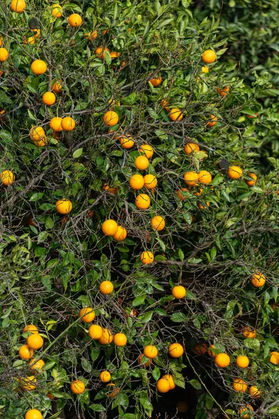 Close Beautiful Tree Orange Large Tangerines Surrounded Many Bright Green — Stock Photo, Image