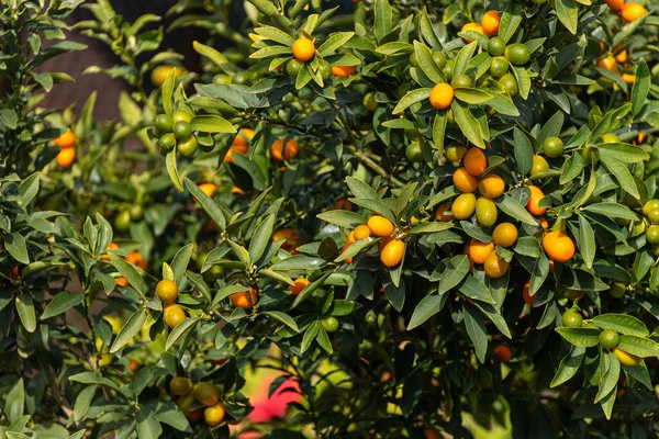 Close Beautiful Tree Orange Large Kumquats Surrounded Many Bright Green — Stock Photo, Image