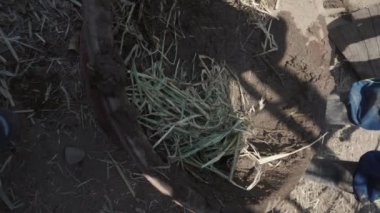 a person mixing straw and earth for the technical construction of bioconstruction