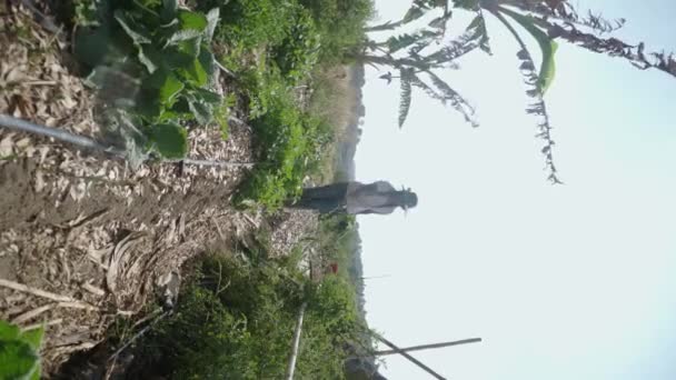 Young Woman Harvesting Home Grown Garlic — Stok video
