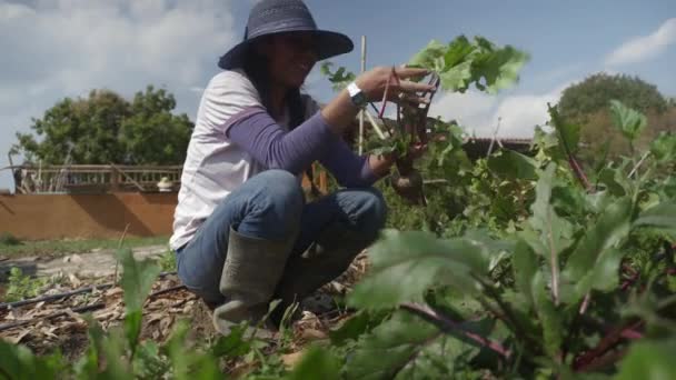 Young Woman Working Her Garden Home — Vídeo de stock
