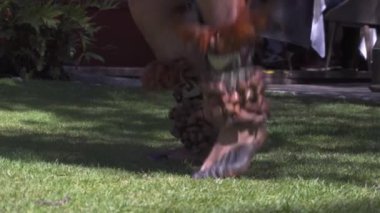 Meksikalı Aztek dansçıları
