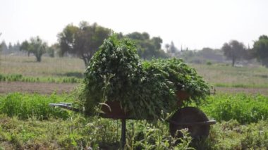 Meksika tarımında sürdürülebilirlik: yonca tarlasında çiftçi