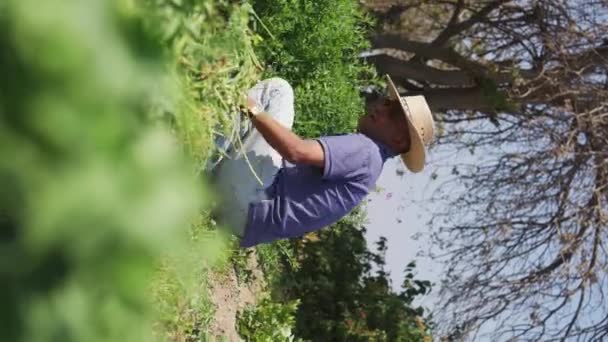 Meksika Tarımında Yoncanın Önemi Tarlada Çiftçi — Stok video