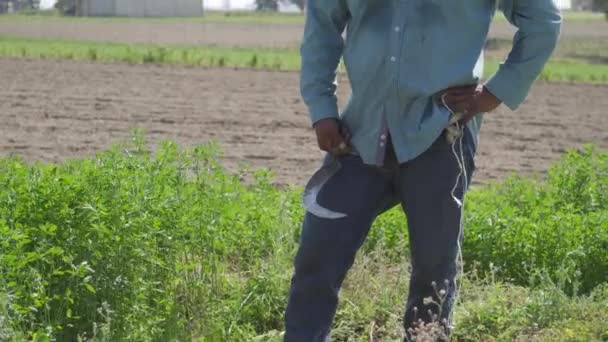 Sztuka Cięcia Lucerny Meksykański Rolnik Pracujący Terenie — Wideo stockowe