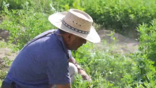 Мексиканский Фермер Собирает Люцерну Пуэбла Мексико — стоковое видео