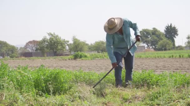 Conexão Com Natureza Agricultor Mexicano Campo Alfafa — Vídeo de Stock