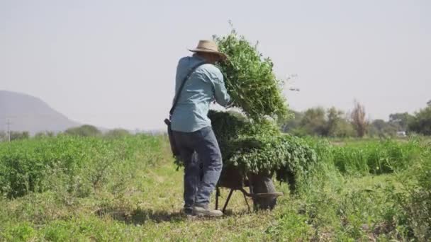Úsilí Každou Sklizní Mexický Farmář Poli Vojtěšky — Stock video