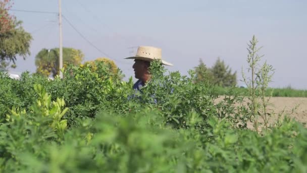 Agricultor Mexicano Cosechando Alfalfa Puebla Mexico — Vídeo de stock