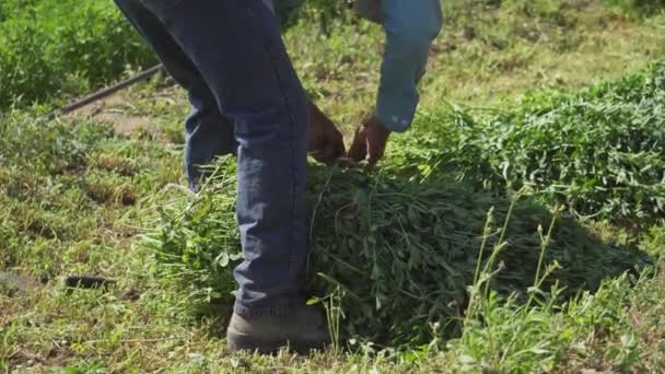 アルファルファの収穫期の農家 — ストック動画
