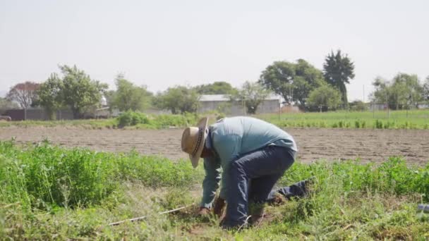 苜蓿田里的农民 — 图库视频影像