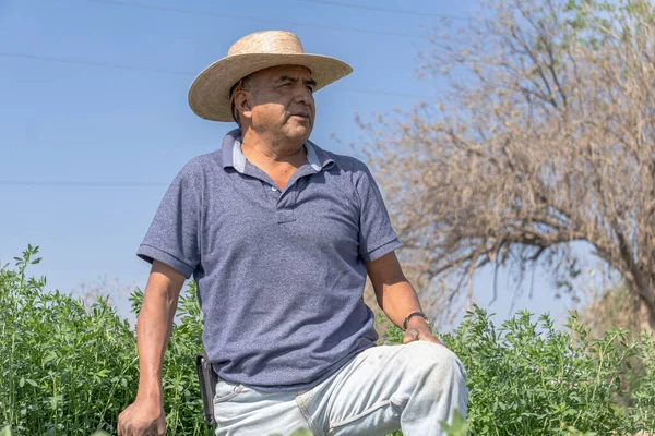 メキシコの農業におけるアルファルファの重要性 フィールドの農家 ストック写真