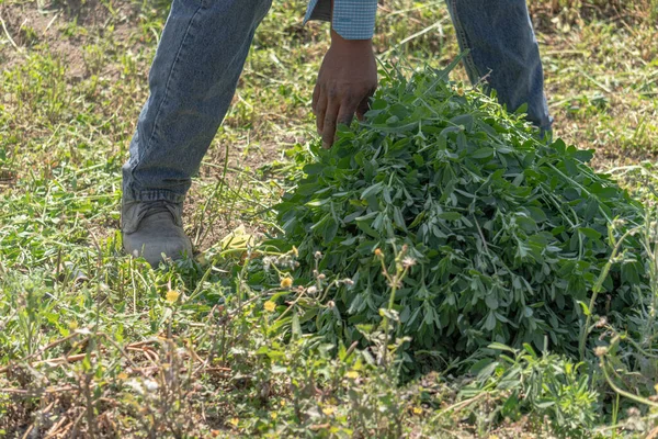 Verbinding Met Natuur Mexicaanse Boer Het Alfalfa Veld — Stockfoto