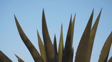 Meksika Puebla 'daki güzel Maguey tarlaları.