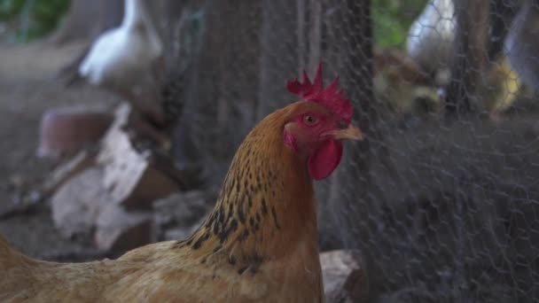 Курица Ферме Двор — стоковое видео