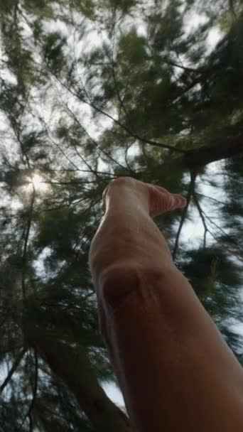 阳光透过人的手照耀着森林中的绿叶 — 图库视频影像
