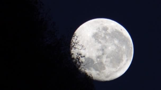Полная Луна Поднимается Над Силуэтом Сухого Дерева — стоковое видео