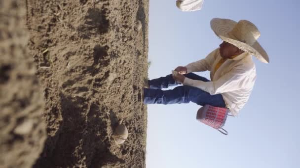 农业遗产 农民群体在种植洋葱的同时保护传统 — 图库视频影像