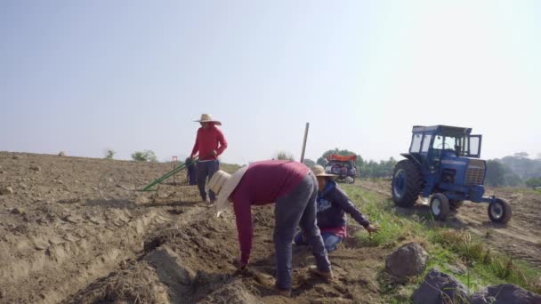 Сільськогосподарські Ремісники Майстерні Фермери Висаджують Цибулю Навичками — стокове відео