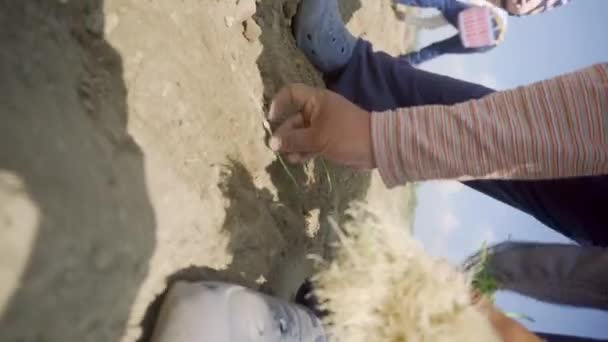 개간하는 양파를 재배하고 토양을 비옥하게 — 비디오