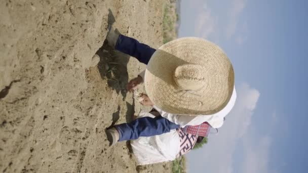 Saisonnalité Agricole Plantation Oignons Par Les Agriculteurs Bon Moment — Video