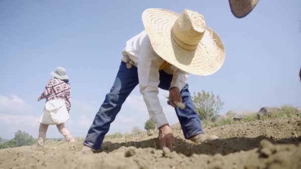 Odnowienie Gruntów Rolnik Uprawiający Cebulę Wzbogacający Glebę — Wideo stockowe