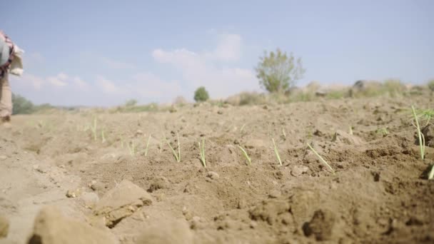 Sadzenie Przyszłość Rolnicy Pracujący Jako Zespół Uprawy Cebuli — Wideo stockowe