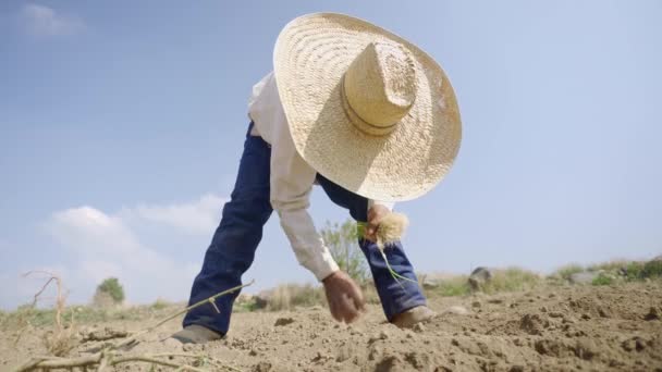 充满希望的收获 农民种植对其生长有信心的洋葱 — 图库视频影像