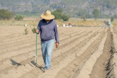 Campesino taze ürün için Amaranth tohumları ekiyor