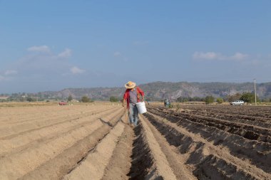 Üretken kırsal alan: Köylü gübresi organik tarım gübresi ile toprağı gübreliyor