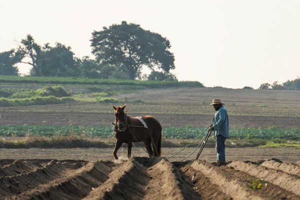 Zemědělské Tradice Mexiku Rolník Orat Půdu Koněm Zasadit Amaranth — Stock fotografie