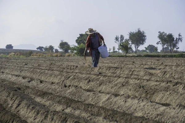 Farmer Sowing Amaranth Seeds Healthy Crop — Stock fotografie