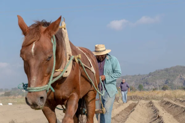 stock image Connection with nature: Mexican peasant farmer and his horse working on amaranth