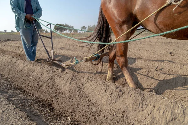 Lavoro Tradizionale Contadino Messicano Che Aratura Terra Con Cavallo Coltivazione — Foto Stock