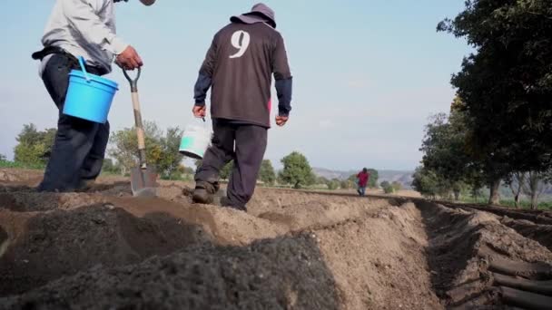 土地への接続 メキシコの農家は愛と豆を植える — ストック動画