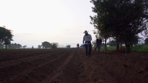 Traditionell Odling Mexikansk Bonde Vårdar Bönplantering — Stockvideo