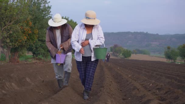 豆の栽培の果実を収穫するメキシコの農家 — ストック動画